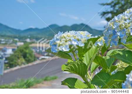 Hydrangea in Hibikiyama Park, Usa City, Oita Prefecture 90544448