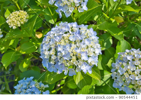 大分縣美國市響山公園的繡球花 90544451