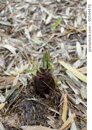 Seasonal taste bamboo shoots Seasonal taste bamboo shoots 90544476