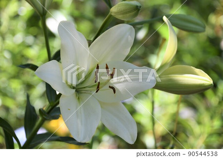 盛開的花水百合之園 90544538