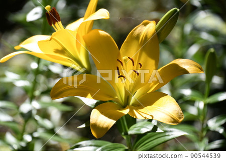 盛開的花水百合之園 90544539