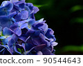 Up of hydrangea wet in the rain 90544643