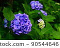 Hydrangea wet in the rain 4 90544646