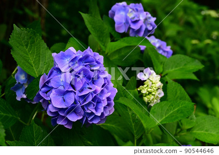 Hydrangea wet in the rain 4 Hydrangea wet in the rain 4 90544646