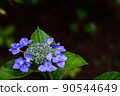 Hydrangea wet in the rain 3 90544649