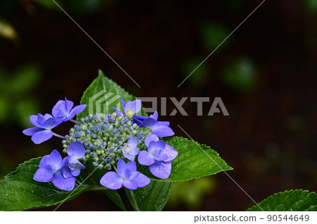 雨中濕透的繡球花 3 90544649