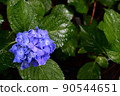 Hydrangea wet in the rain 2 90544651