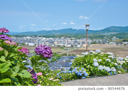 大分縣美國市響山公園的繡球花 大分縣美國市響山公園的繡球花 90544676