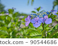 大分縣美國市響山公園的繡球花 90544686