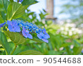 大分縣美國市響山公園的繡球花 90544688