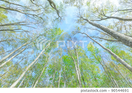 Fresh green of Niigata _ beautiful forest 90544691