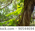Okinawa tree 90544694