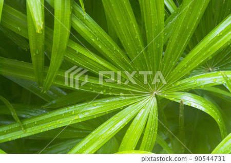 green leave of saw palmetto with water drop on it. 90544731
