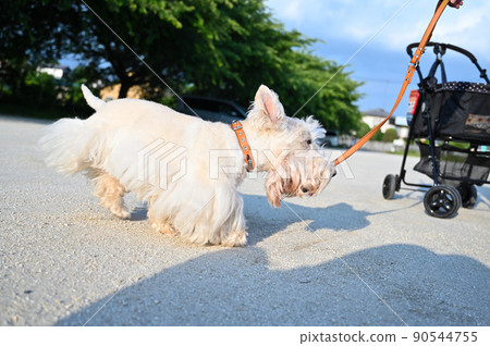 Scotch terrier walking with a smile Scottish terrier Wheaton Scotch terrier walking with a smile Scottish terrier Wheaton 90544755