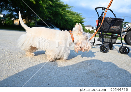 Scotch terrier walking with a smile Scottish terrier Wheaton Scotch terrier walking with a smile Scottish terrier Wheaton 90544756