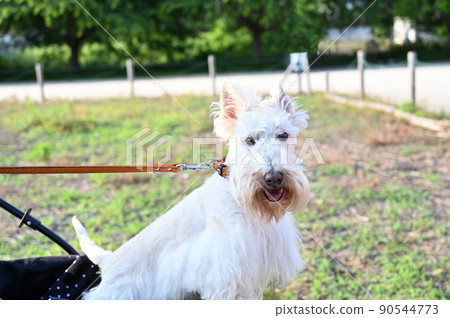 Smiling Scotch Terrier on a Dog Cart Scottish Terrier Wheaton Smiling Scotch Terrier on a Dog Cart Scottish Terrier Wheaton 90544773