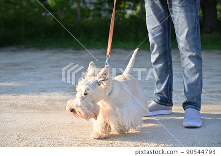Scotch terrier walking with owner Scottish terrier Wheaton Scotch terrier walking with owner Scottish terrier Wheaton 90544793