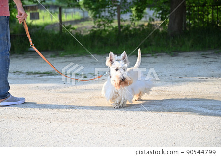 Scotch terrier walking with male owner Scottish terrier Wheaton 90544799