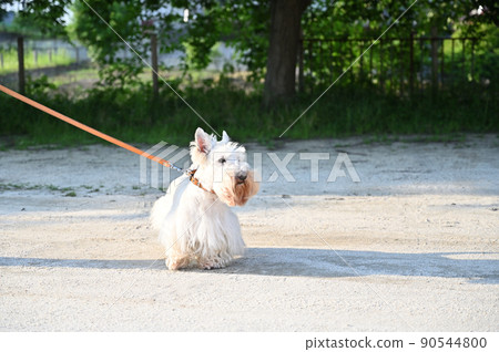 蘇格蘭梗 蘇格蘭梗 Wheaton 90544800