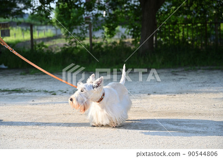 Three-legged (lost right leg) Scottish Terrier taking a walk with the owner Three-legged (lost right leg) Scottish Terrier taking a walk with the owner 90544806
