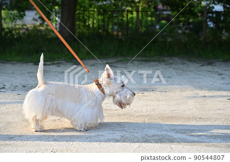 三足（失去右腿）蘇格蘭梗與主人散步 90544807