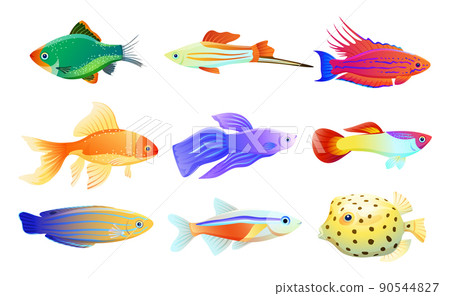 Common and Rare Aquarium Fish Illustration Set Common and Rare Aquarium Fish Illustration Set 90544827