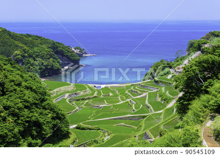 初夏時節美麗的年輕水稻濱之浦梯田(佐賀縣玄海町) 初夏時節美麗的年輕水稻濱之浦梯田(佐賀縣玄海町) 90545109