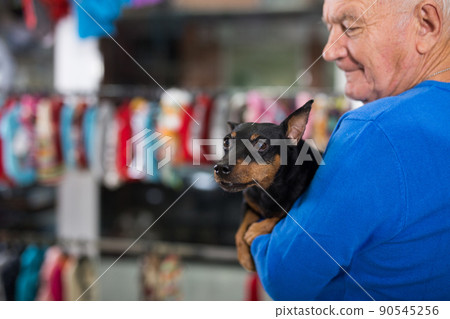 Miniature pinscher in hands of man 90545256