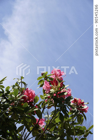 春日在藍天上閃耀的紅杜鵑花 春日在藍天上閃耀的紅杜鵑花 90545266