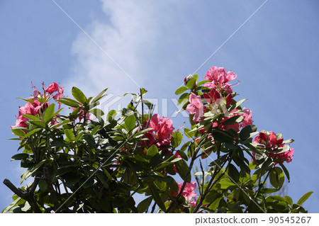 春日在藍天上閃耀的紅杜鵑花 春日在藍天上閃耀的紅杜鵑花 90545267
