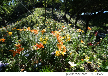 A beautifully blooming Kasui Yuri-no-en Yuri 90545279