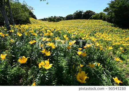 盛開的華井百合之園百合 90545280