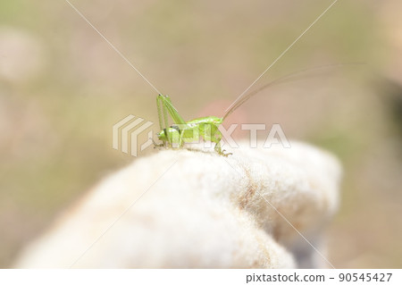 Orthoptera larva, grasshopper? 90545427