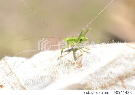 Orthoptera larva, grasshopper? 90545428
