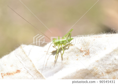 Orthoptera larva, grasshopper? 90545431