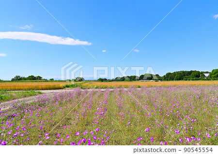 麥撫子和稻穗罌粟快樂廣場埼玉縣神戶市 90545554