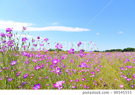 麥撫子和稻穗罌粟快樂廣場埼玉縣神戶市 麥撫子和稻穗罌粟快樂廣場埼玉縣神戶市 90545555