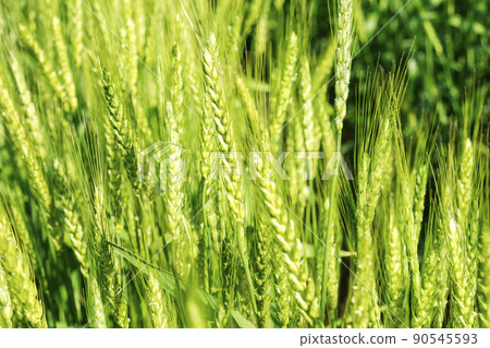 麥田 麥田 90545593