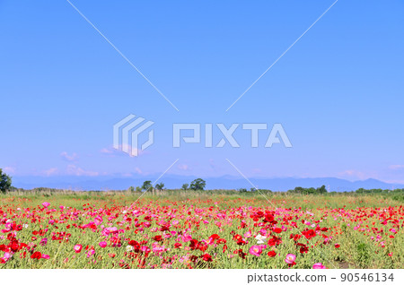 Poppy field Poppy Happy Square Konosu City, Saitama Prefecture 90546134