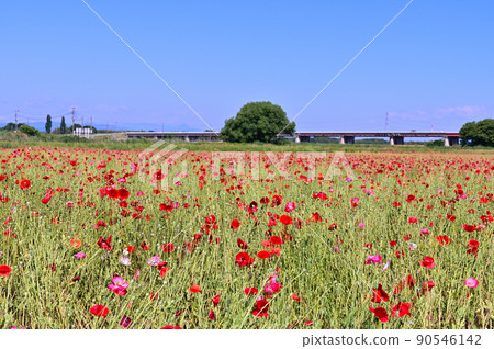 Poppy field Poppy Happy Square Konosu City, Saitama Prefecture Poppy field Poppy Happy Square Konosu City, Saitama Prefecture 90546142