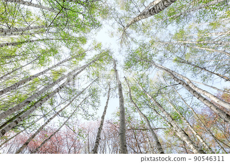[Biei-cho, Hokkaido] Fresh green birch and cherry blossoms 90546311