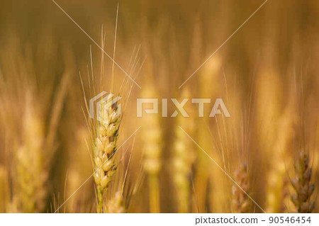 Wheat field 90546454