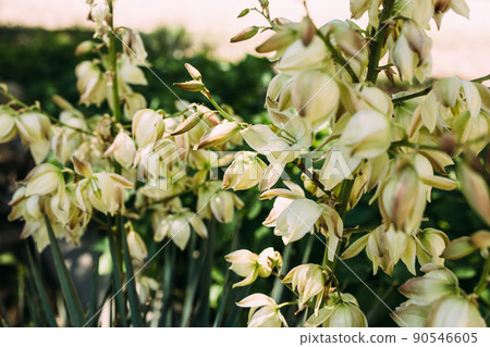 Blooming white bluebells of yucca flowers in summer 90546605