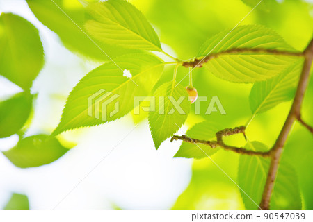 Refreshing fresh green sunlight through the trees 90547039