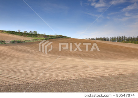 [Biei-cho, Hokkaido] Hilly fields and blue sky 90547074