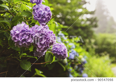 210710 Hydrangea z005 210710 Hydrangea z005 90547098