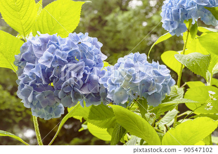 210710 插圖繡球z001 90547102