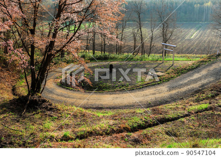 [Kamifurano, Hokkaido] Sakura and torii 90547104