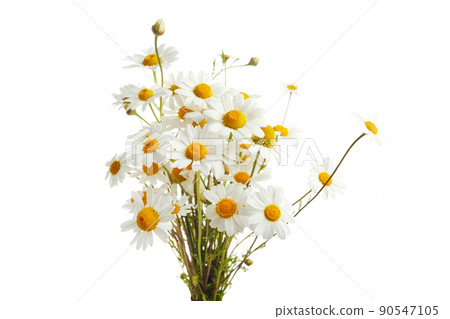 Bouquet of Chamomiles or Daisy isolated on a white background. 90547105