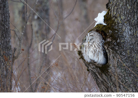 Ezo貓頭鷹 Ezo貓頭鷹 90547156